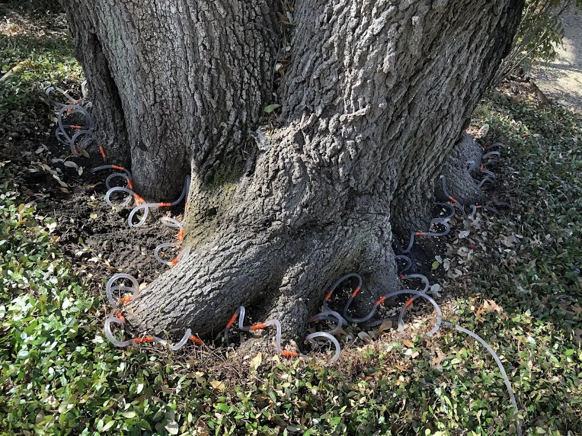 Detailed Tree Cabling and Bracing job site in New Matamoras