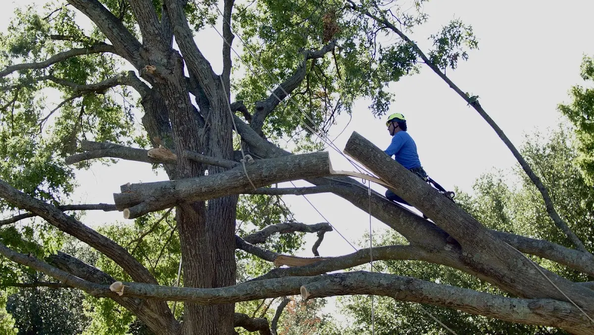 Professional Crown Thinning performed by certified arborists in New Matamoras