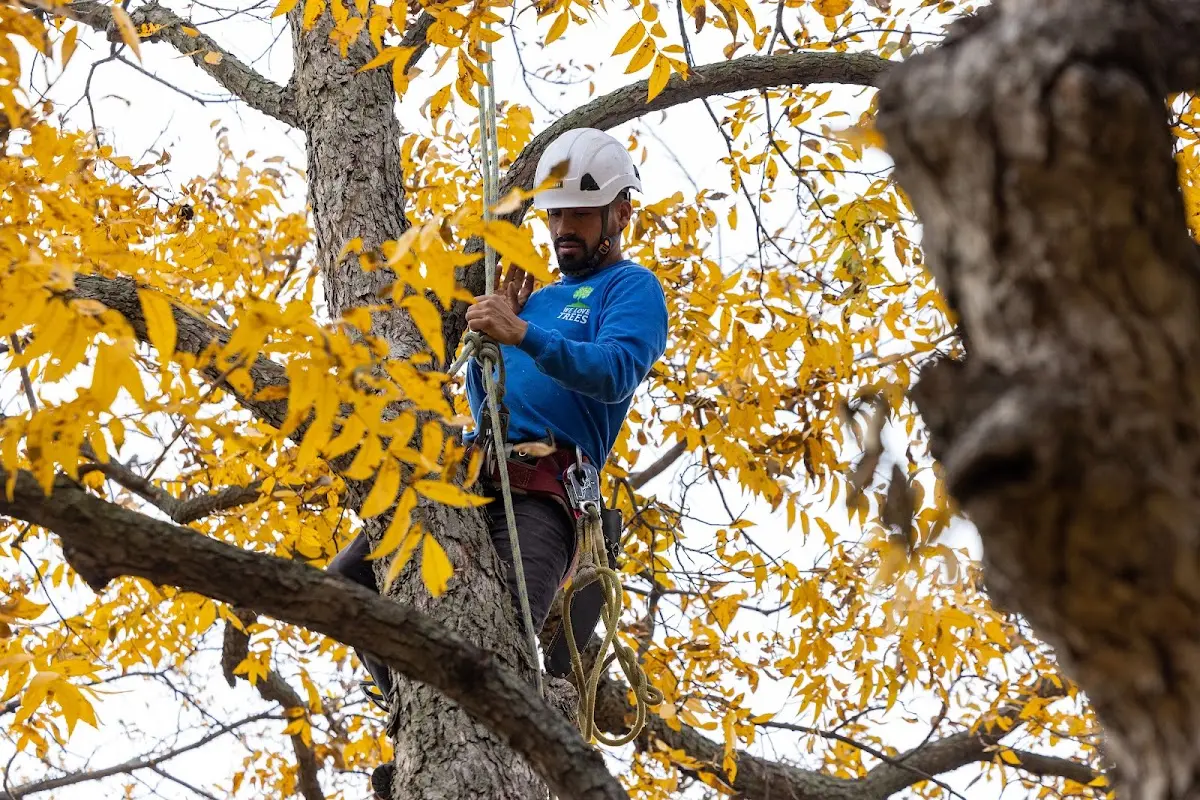 Skilled Tree Planing crew working in New Matamoras