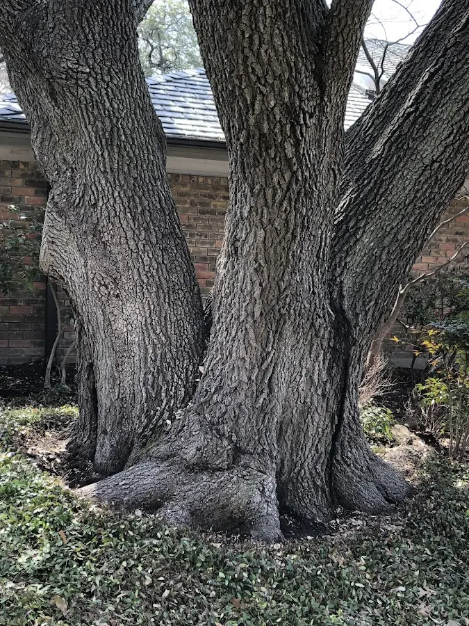Mature heritage tree close to a New Matamoras property cared for by certified arborists